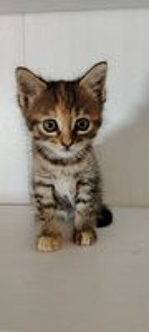    chaton Bengal européen 
