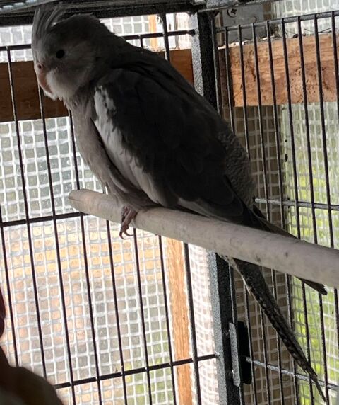 Calopsitte m&acirc;le 2025 35 59262 Sainghin-en-m�lantois