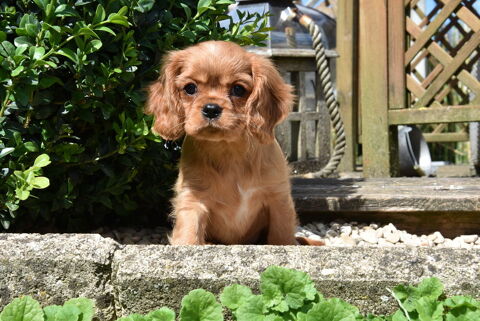 DISPONIBLES CHIOTS CAVALIER KING CHARLES RUBIS NON LOF 1250 62116 Puisieux