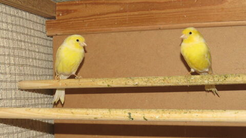 canaris jaunes et blancs 20 59940 Estaires