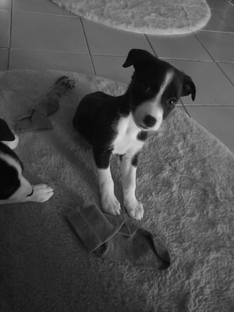 Chiots croisés Jack Russel Person, Berger Australien 300 81100 Castres
