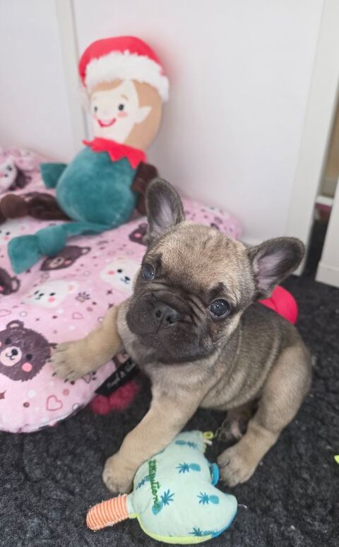 Chiot  bouledogue fran&ccedil;ais 1000 21390 Pr�cy-sous-thil