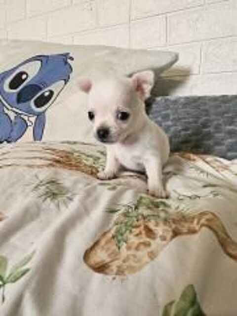 chihuahua 800 31230 Montbernard