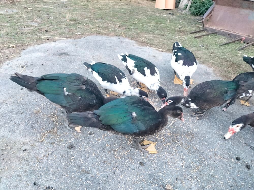   canes et canards 