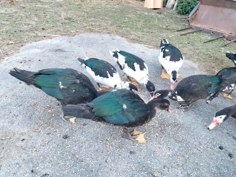 canes et canards 15 44520 Moisdon-la-rivière