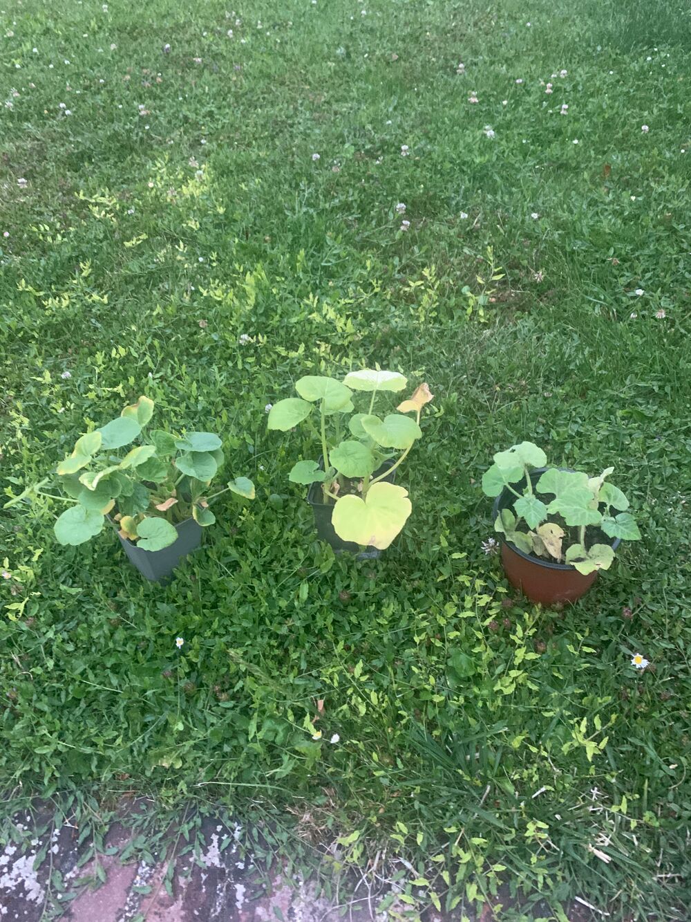 pot de cucurbitac&eacute;s
potiron
betternuts
potimaron Jardin