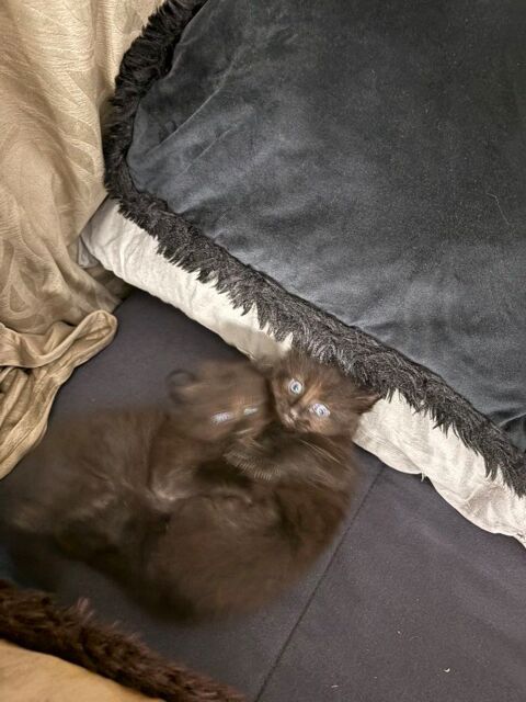 chaton Fréjus (83)