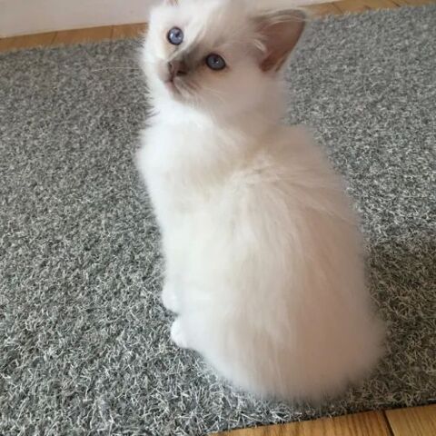 Superbes chatons sacr&eacute; de Birmanie 500 12300 Livinhac-le-haut