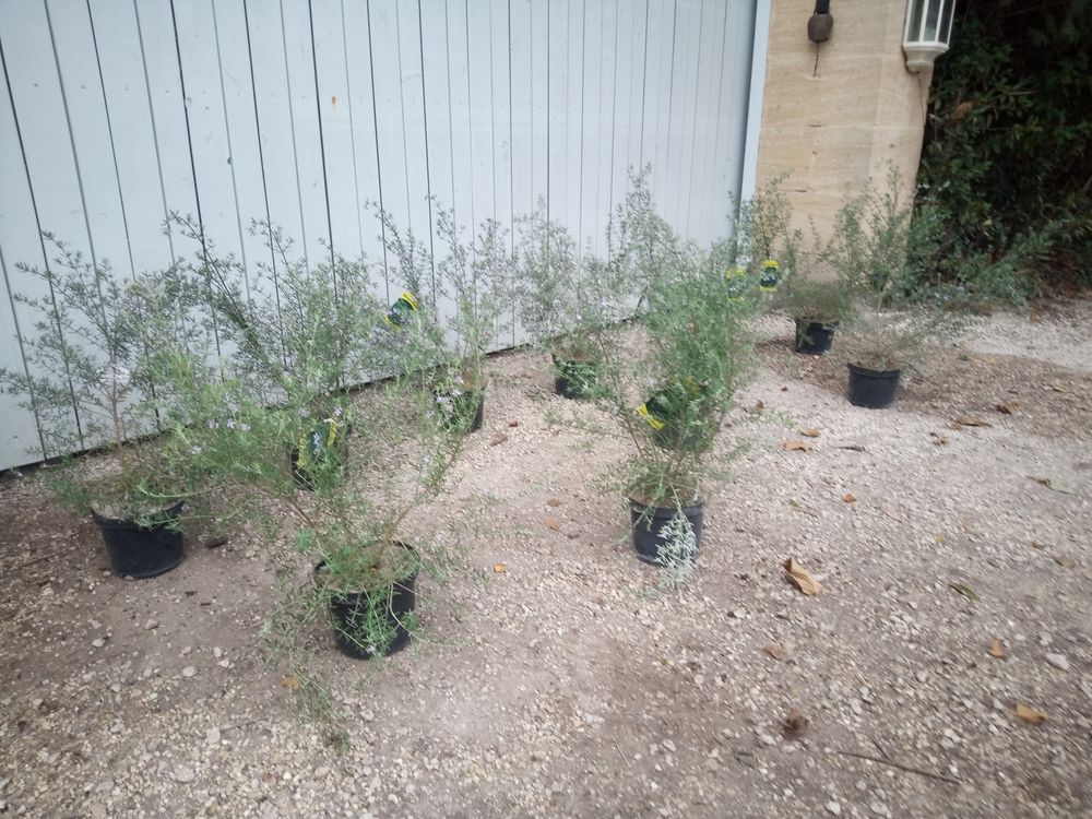Romarin d'Australie 'Westringia en container 3 litres. Jardin