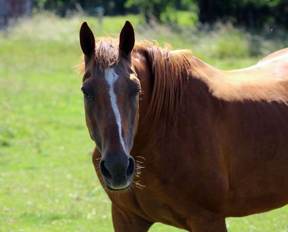   MAGIC, magnifique trotteur fran�ais � l'adoption 