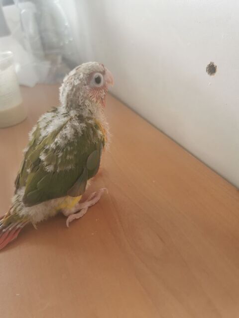 Jeunes Conures eam de 2025
160 94500 Champigny-sur-marne