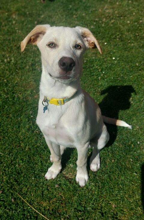 Paco, mâle berger créole, né le 01/01/2025 &#128054; 300 35000 Rennes