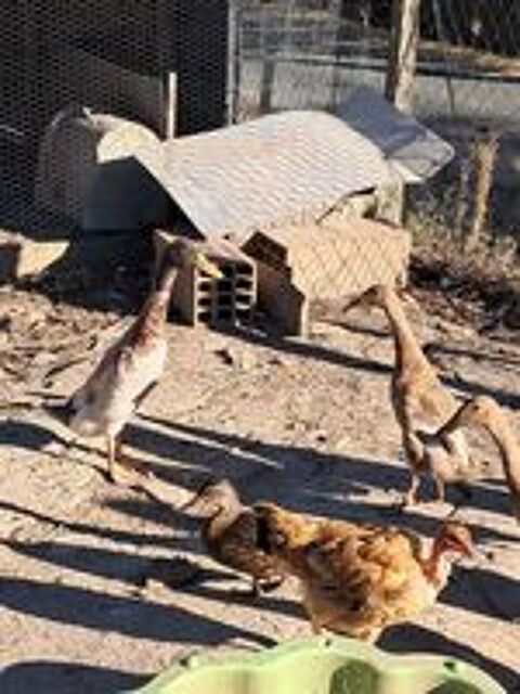   canards indien 