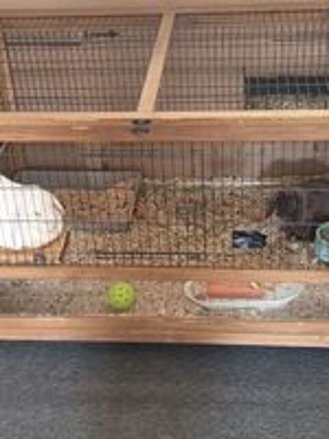   Grande cage et deux lapines bélier  
