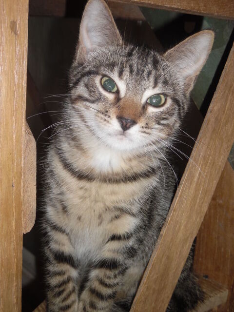 Chaton m&acirc;le tr&egrave;s intelligent. 0 24340 Mareuil