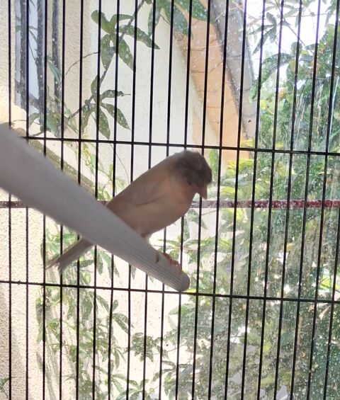 Canari huppé femelle 25 35360 Mdrac