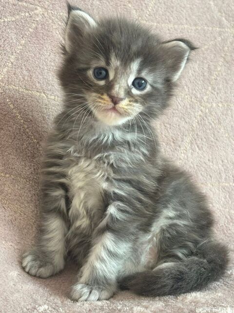 Chatons Maine coon LOOF 1350 30800 Saint-gilles