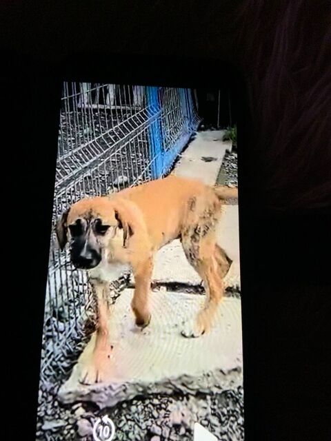 URSULA  ( actuellement au refuge en ROUMANIE ) 0 75018 Paris