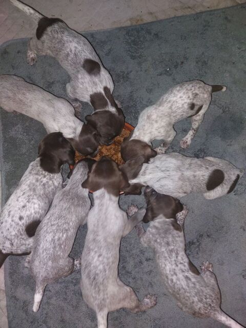 Chiots m&acirc;les braque allemand &agrave; r&eacute;server 700 80170 Guillaucourt