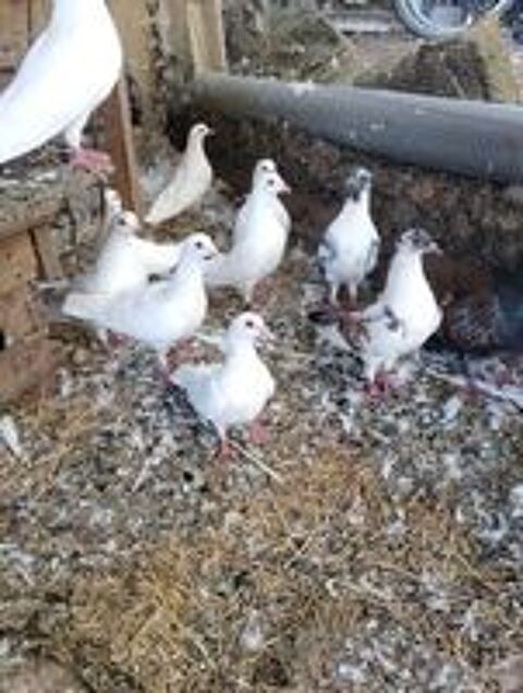   Couple de pigeons de chair, race Hubbel, Cauchois 
