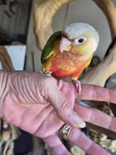   Conure de Molinae 