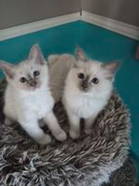  Chatons Sacrés de Birmanie 