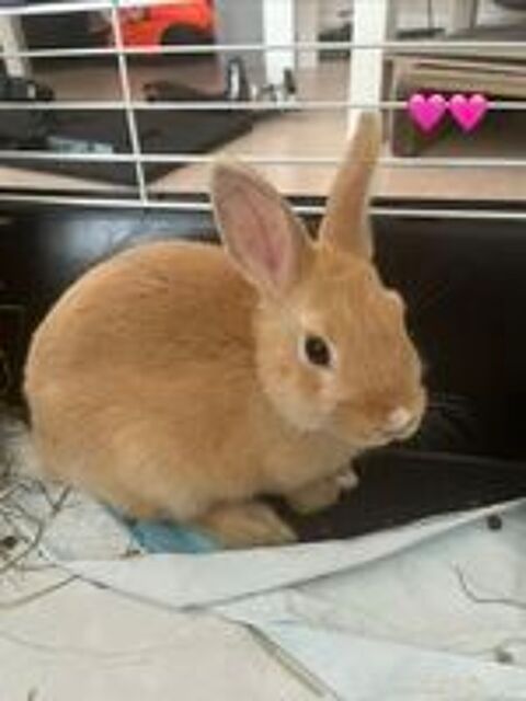   Lapins nains  