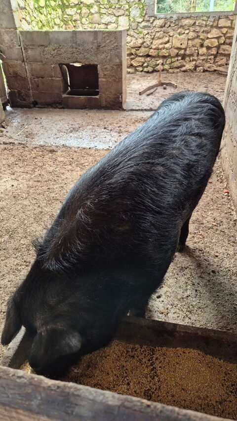 COCHON GASCON 500 47140 Trentels