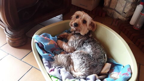 garder votre chien ou votre chat 0 28110 Luc