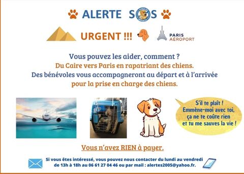 RECHERCHONS PASSAGER A DESTINATION DU CAIRE ( EGYPTE)POUR RAMENER A PARIS PETIT CHIENS EN PANIER SUR PARIS 0 75018 Paris