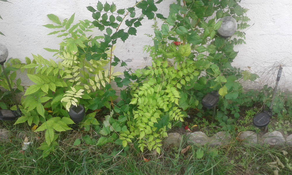 Plant Glycine et plant Campis Indien Jardin