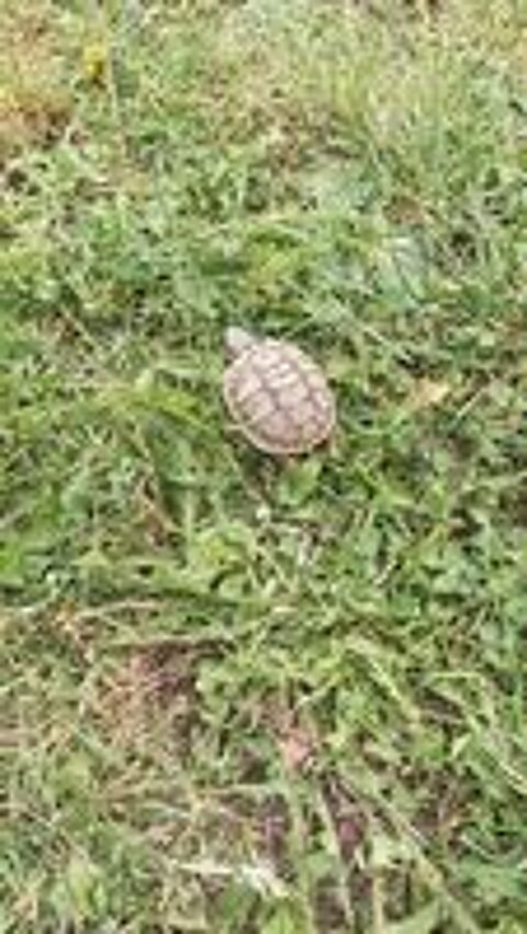   tortue  