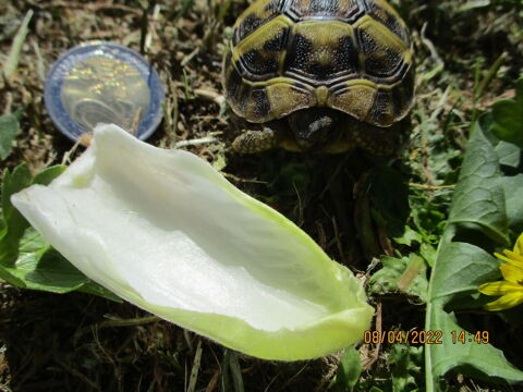 BB tortue de terre né en 2024 50 34740 Vendargues