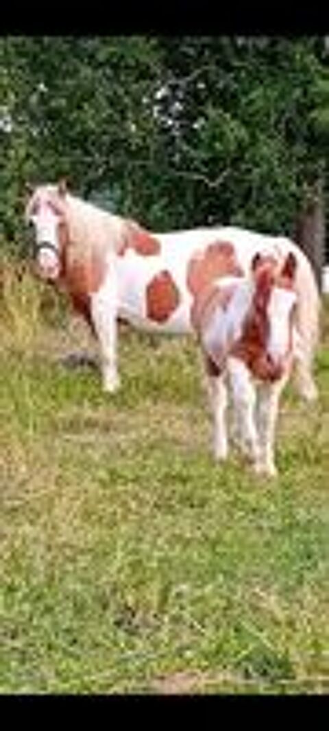   Ponette +poulain  