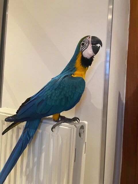 M&acirc;le  ara. ararauna &eacute;lev&eacute;  &agrave;  la main 1500 27450 Saint-�tienne-l'allier