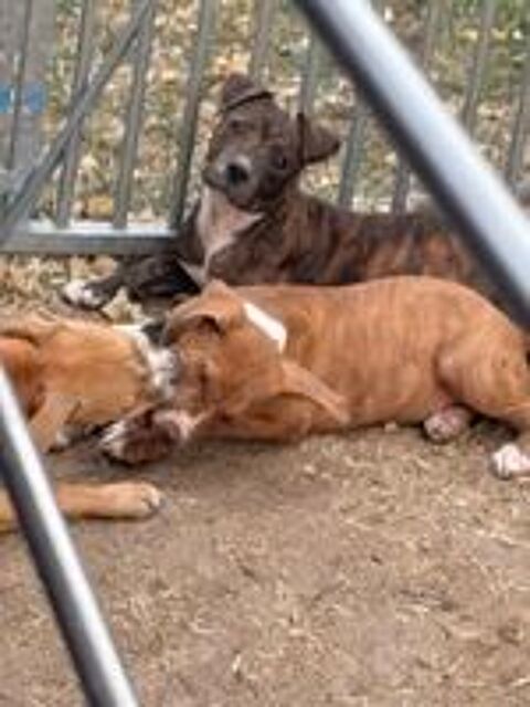   Chiot 