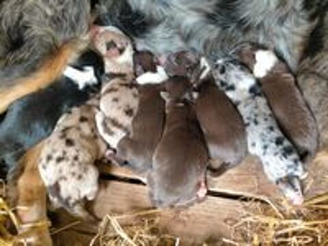   Chiot border collie non lof 