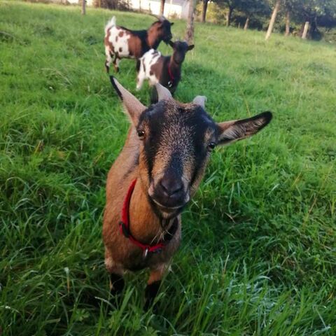 Augustin, Blancheline et Od&eacute;on 270 35150 Amanlis