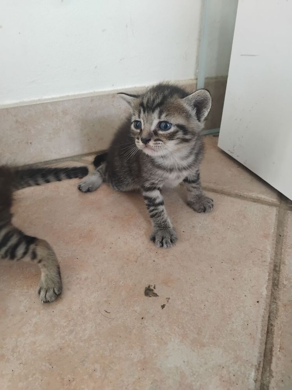   Donne chaton  
