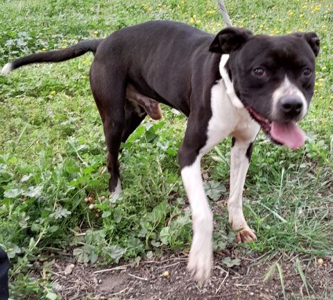 VICTORIO, croisé border collie 8 ans 300 30000 Nmes