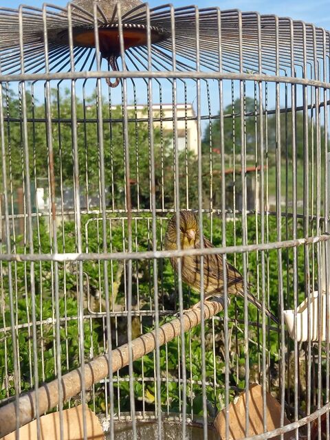 FEMELLE CANARI 25 65100 Tarbes