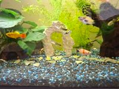   guppy et platy 