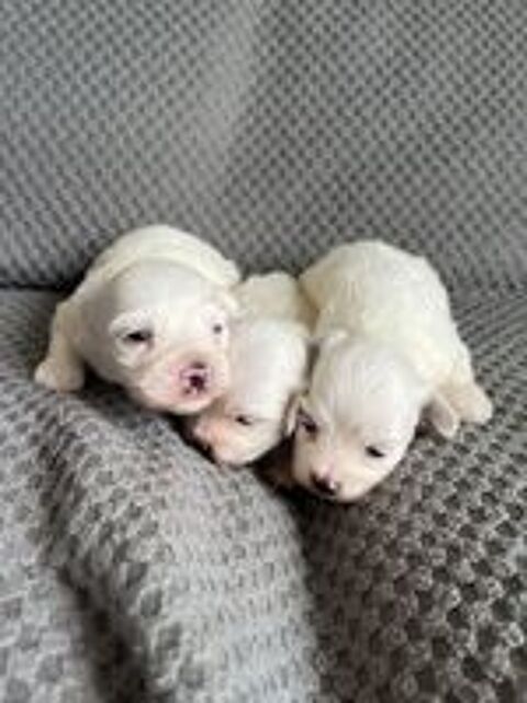   BICHON MALTAIS 