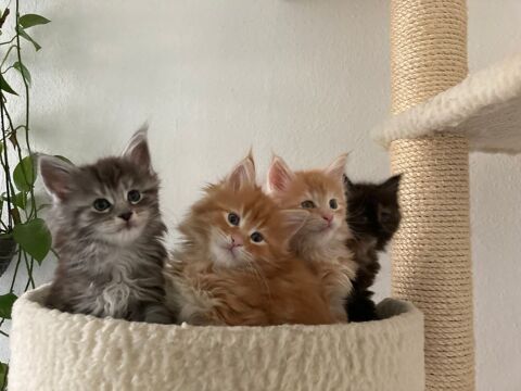 Jolies b&eacute;b&eacute; chaton main coon 310 29200 Brest