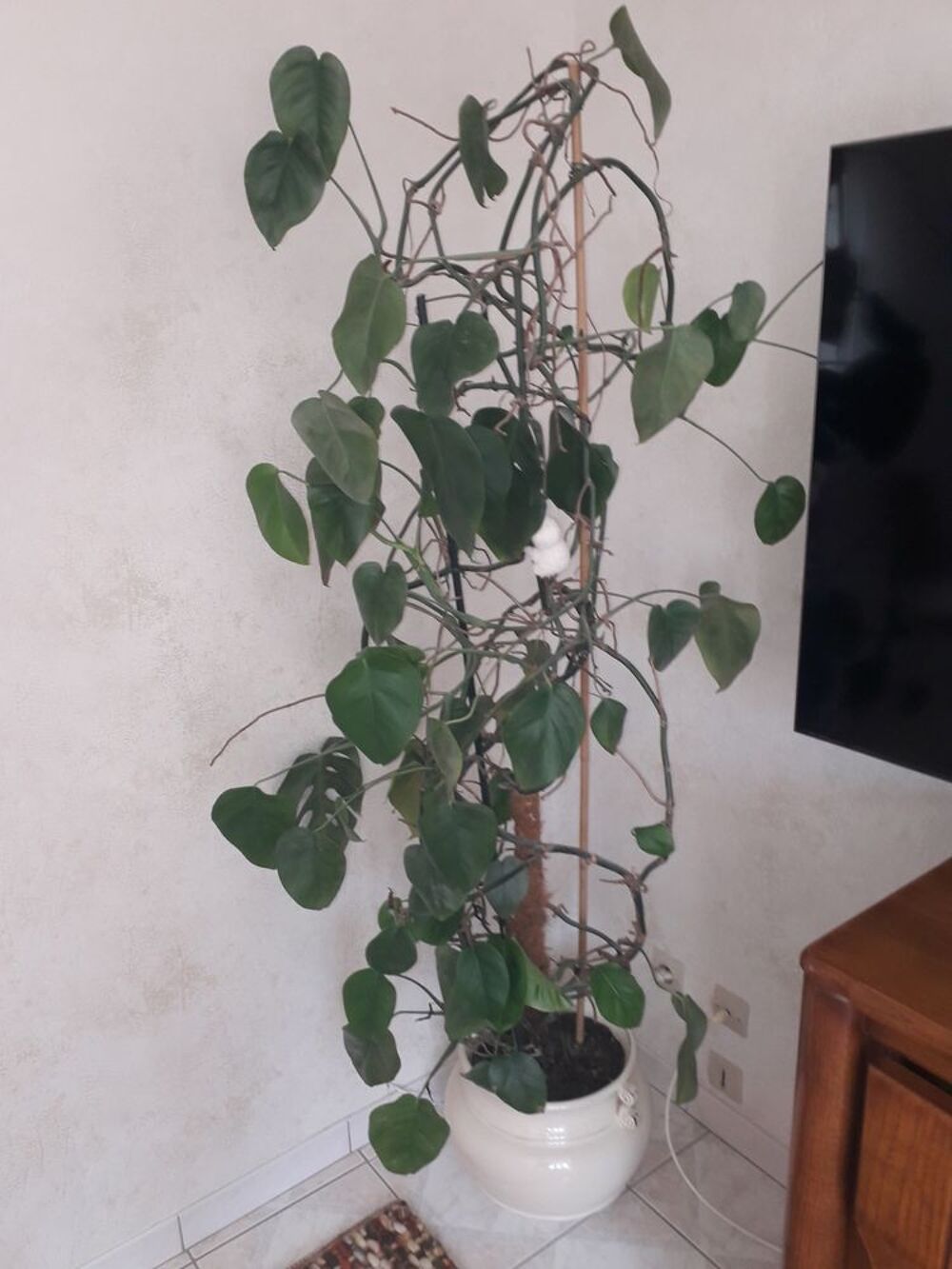 Philodendron Dcoration