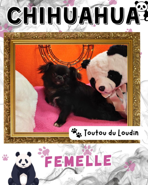 Chiot chihuahua femelle poils longs 650 18140 Pr�cy