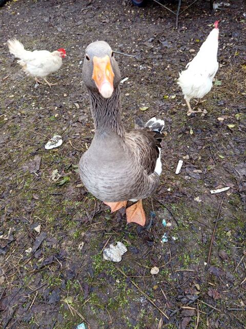 Oie cendrée couple 150 36000 Chteauroux