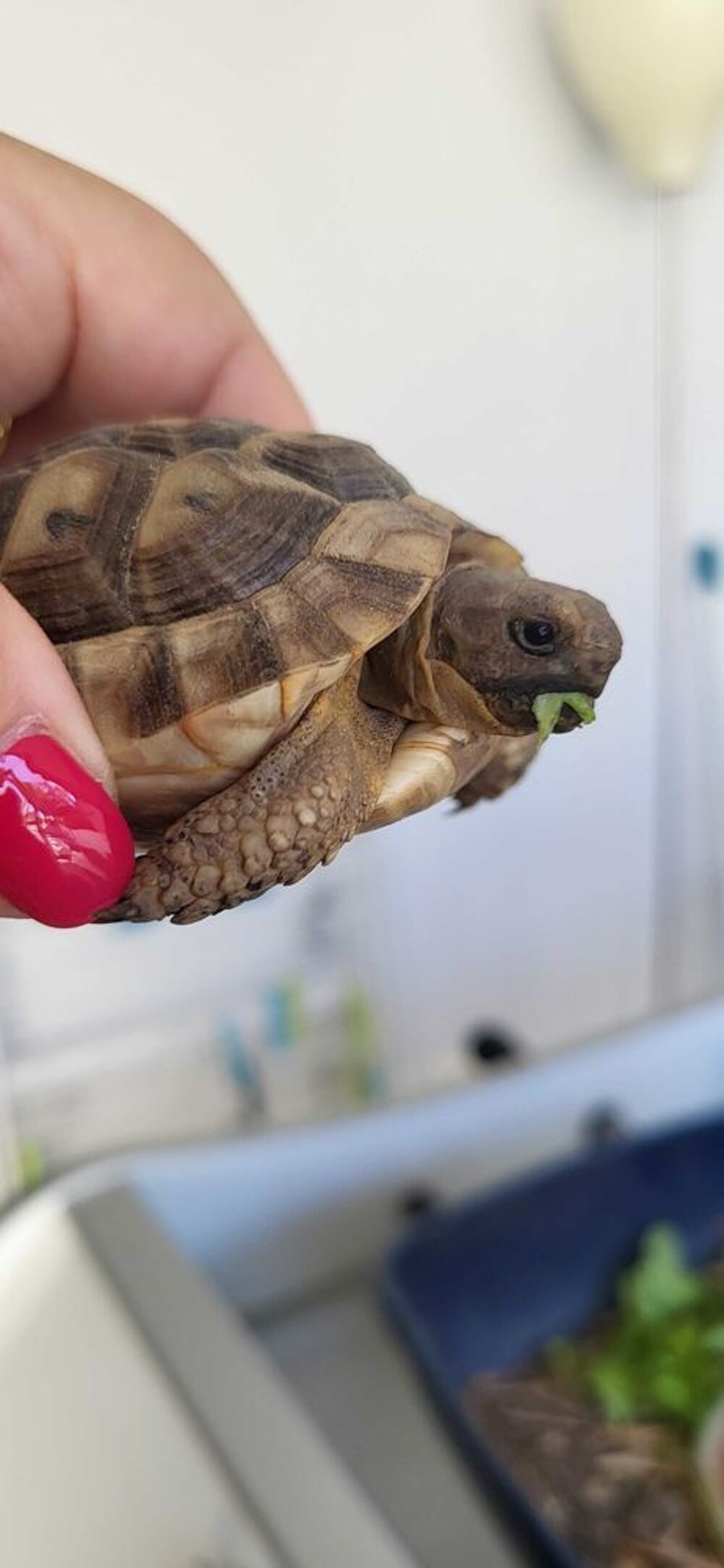tortue de terre Greaca Jardin
