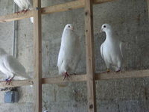   Pigeons reproducteurs hubbell blanc 