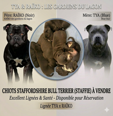 R&eacute;servation Staffordshire Bull Terrier 1600 57970 K�nigsmacker